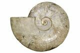 Silver Iridescent Ammonite Fossil - Purple Flash #260904-1